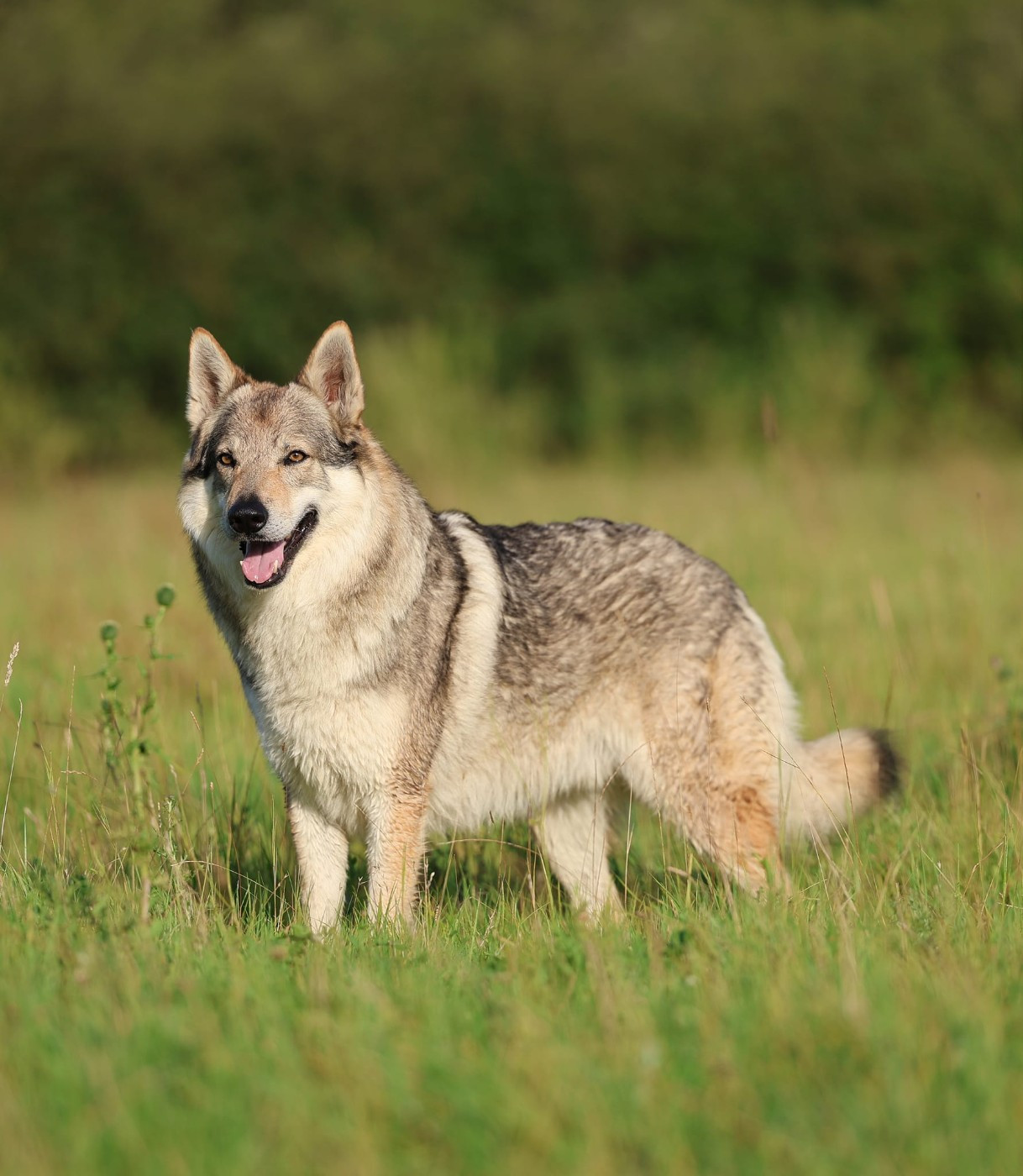 Bax z jevanskeho lesa