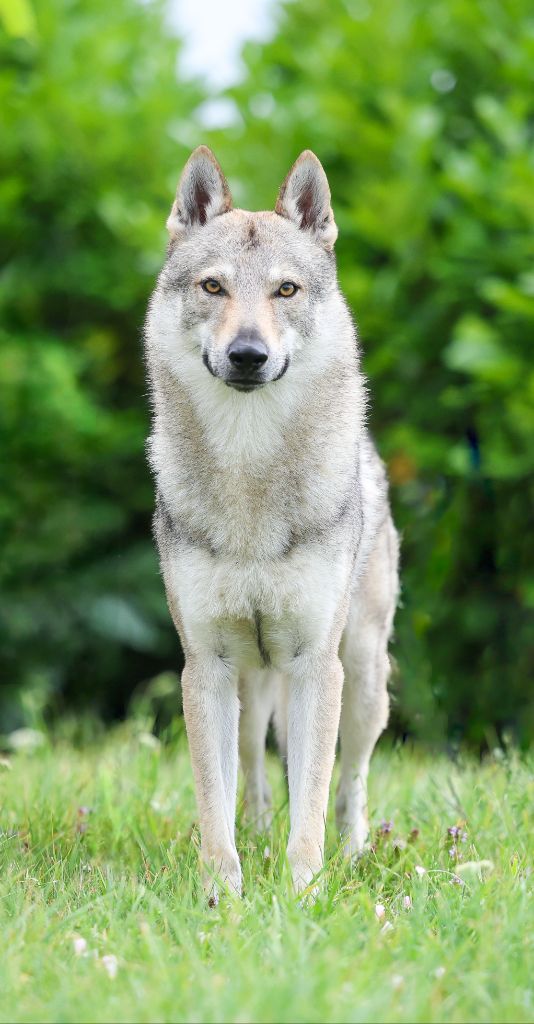 Decrux sonata carpathica