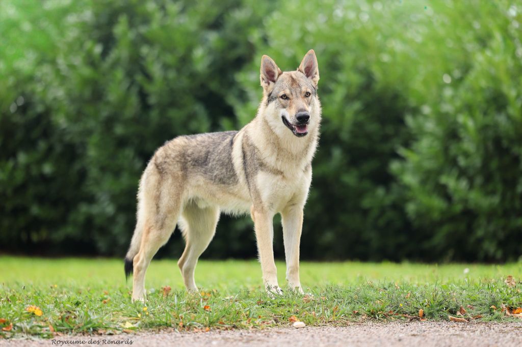 The Ending Of Hell Wolves Vision of togo - "Balto"
