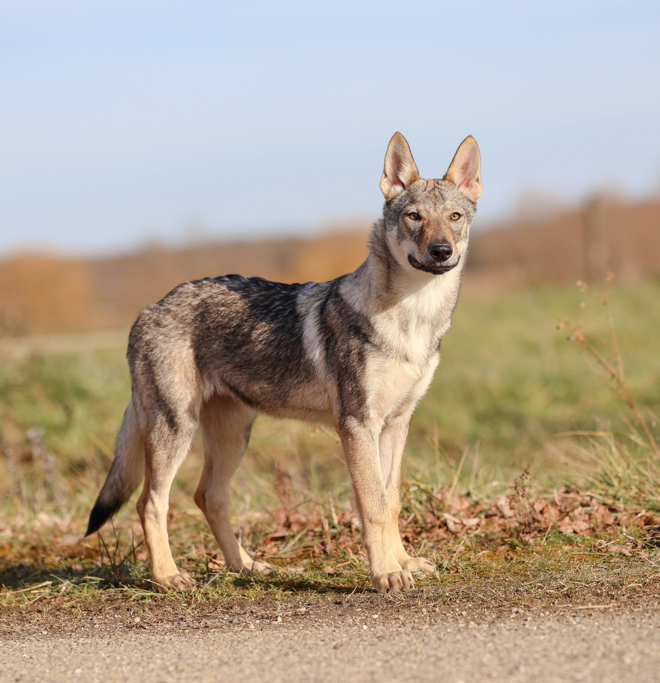 The Ending Of Hell Wolves Akshaya Milele