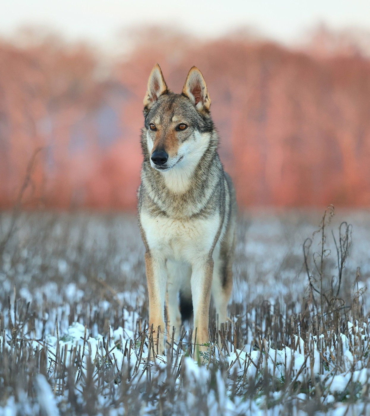 The Ending Of Hell Wolves Ushakiran