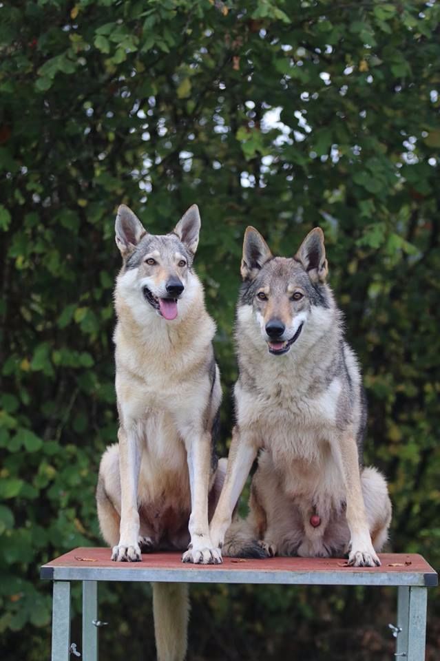 The Ending Of Hell Wolves - Chien-loup tchecoslovaque - Portée née le 16/12/2017