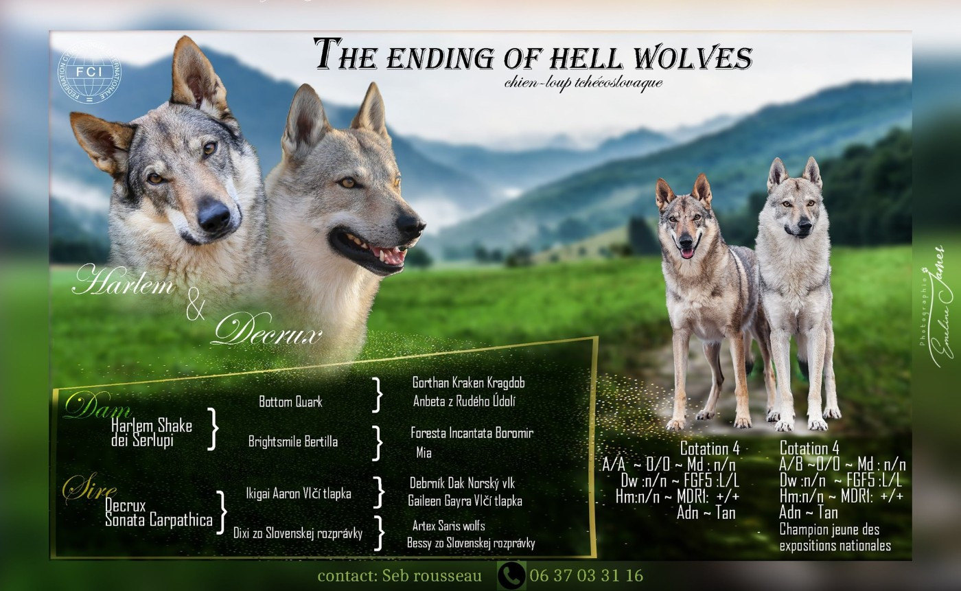 The Ending Of Hell Wolves - Chien-loup tchecoslovaque - Portée née le 13/09/2025