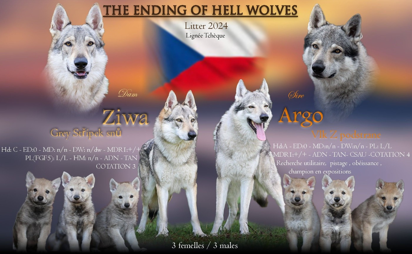The Ending Of Hell Wolves - Chien-loup tchecoslovaque - Portée née le 20/11/2024