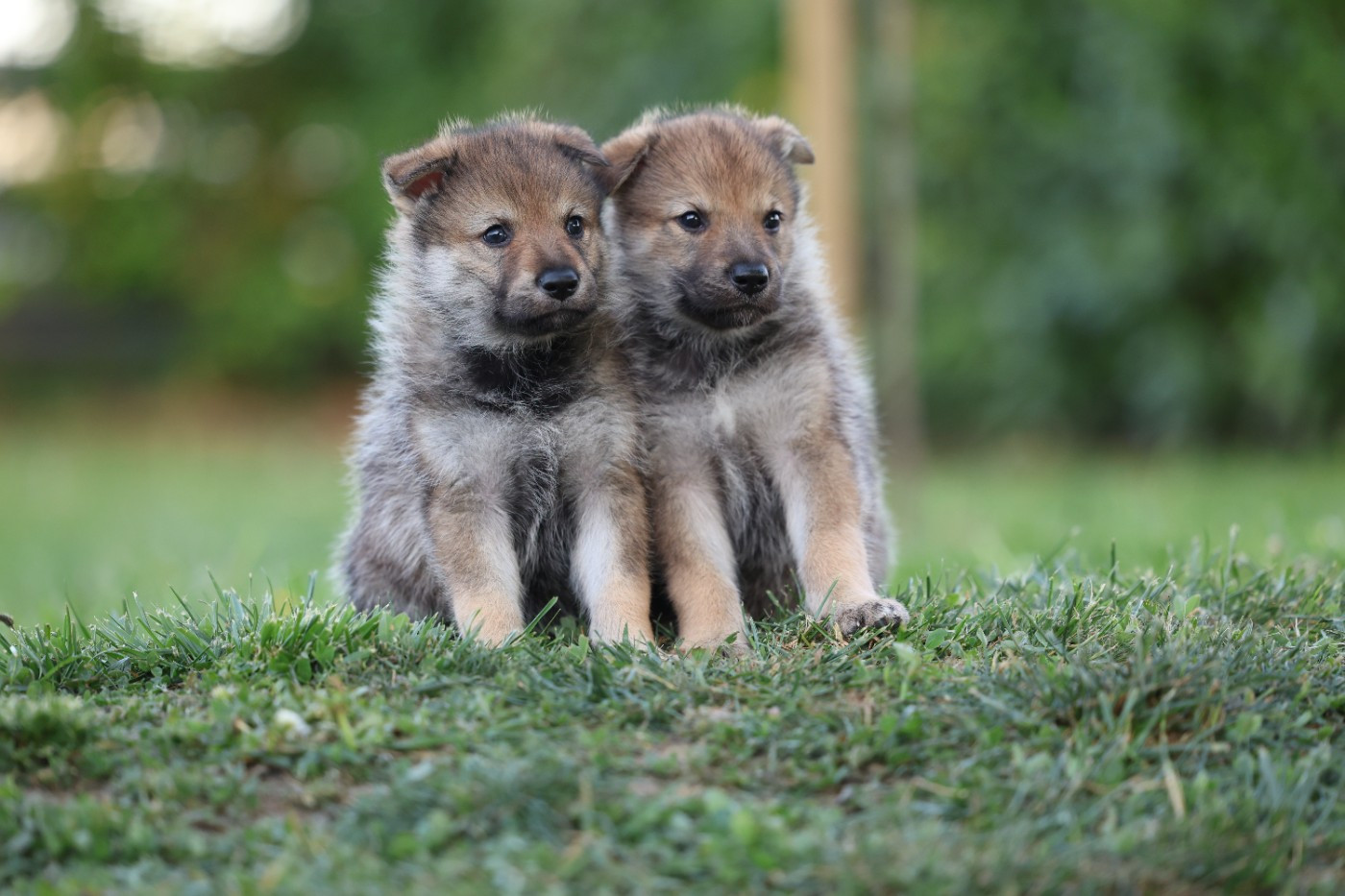 The Ending Of Hell Wolves - Chiots disponibles - Chien-loup tchecoslovaque
