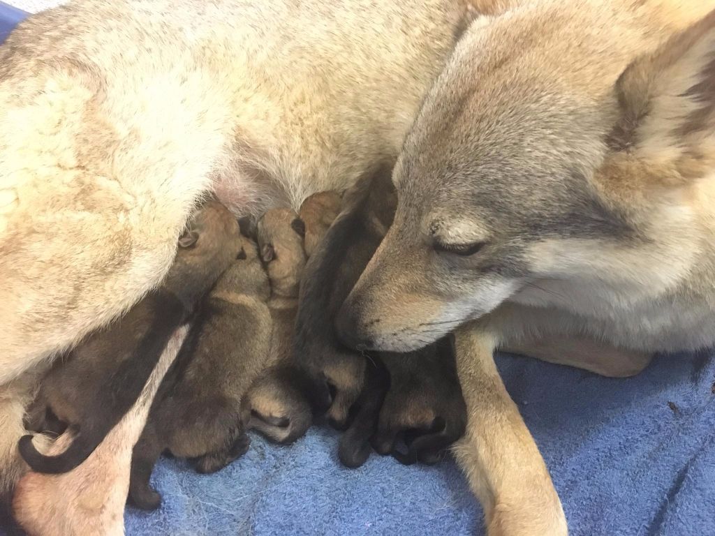 The Ending Of Hell Wolves - Chien-loup tchecoslovaque - Portée née le 10/12/2017