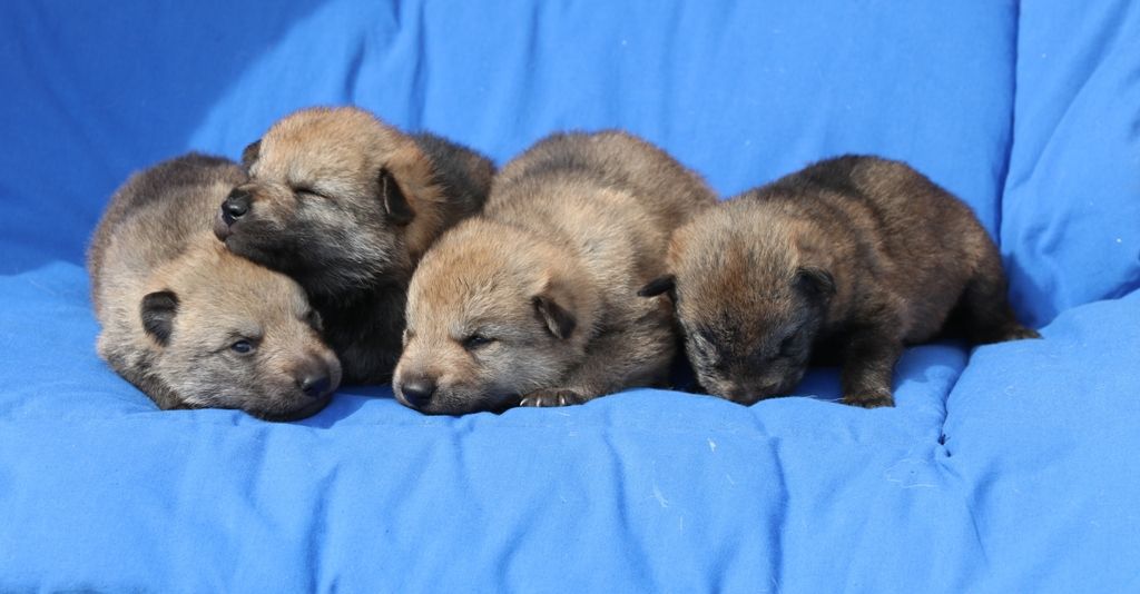 The Ending Of Hell Wolves - Chien-loup tchecoslovaque - Portée née le 05/04/2020