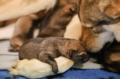 CHIOT