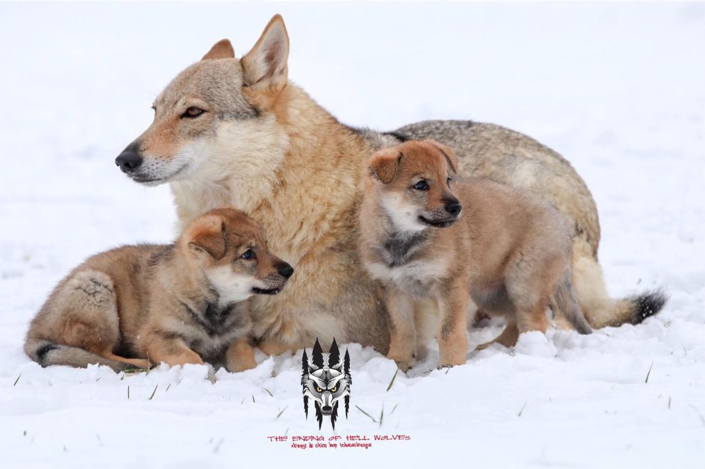 The Ending Of Hell Wolves - Chien-loup tchecoslovaque - Portée née le 16/12/2018