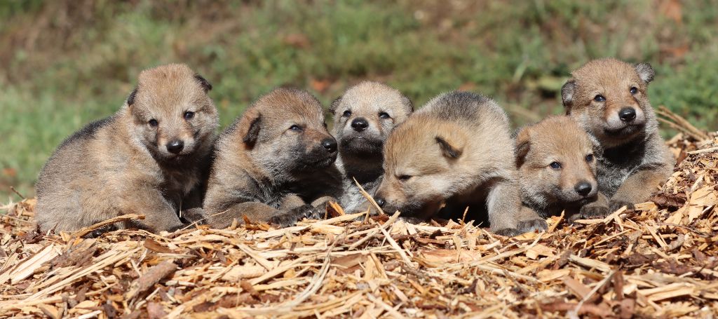 The Ending Of Hell Wolves - Chien-loup tchecoslovaque - Portée née le 05/09/2020